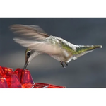 Load image into Gallery viewer, ❤️Mother&#39;s Day Sale 49% OFF-MARY&#39;S HUMMINGBIRD FEEDER WITH PERCH
